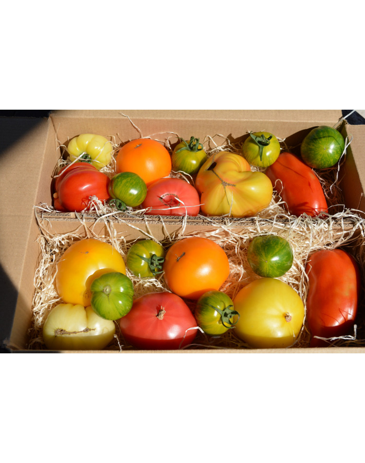 Colis de 3 Kg de Tomates Bio multicolores